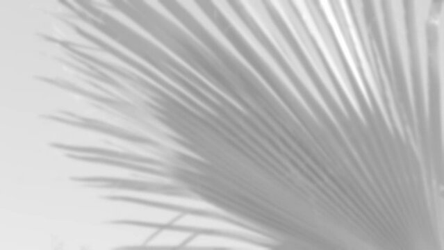 grey Empty Blurred shadow from palm leaves on light wall background, Minimal abstract background for product presentation, Summer tropical beach concept, defocused natural blank for designer