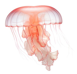PNG  Transparent jellyfish animal invertebrate.
