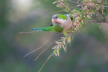 Parakeet perched on a bush with red berries , La Pampa, Patagonia, Argentina