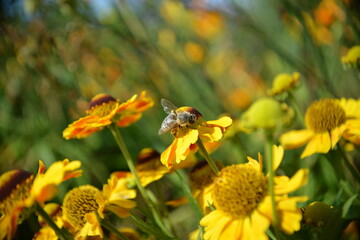 Best&auml;ubendes Insekt auf leuchtend gelber Blume
