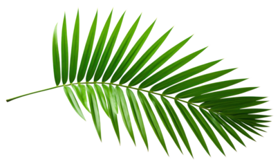 PNG Plant green leaf tree