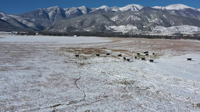 Drone view of cattle in snowy Rocky Mountains in Colorado, USA with black cows on the lawn and high peaks in the back in a nice winter sunny day.
