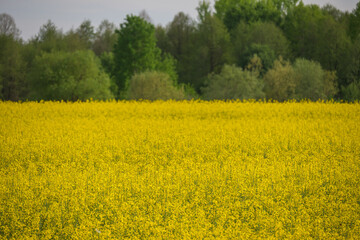 Field with flowering rapeseed. Beautiful landscape with rapeseed.