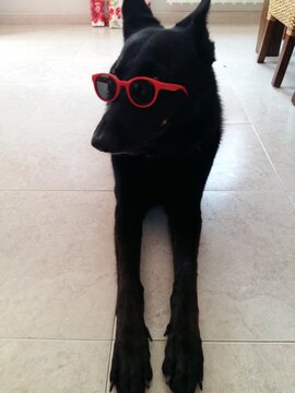 German shepperd