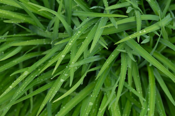 Long pointy green leaves with rain drops