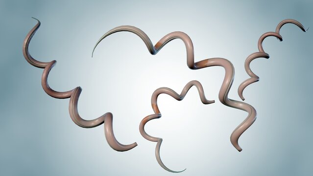 3d rendering of Borrelia burgdorferi, is a bacterium that causes Lyme disease, also known as borreliosis