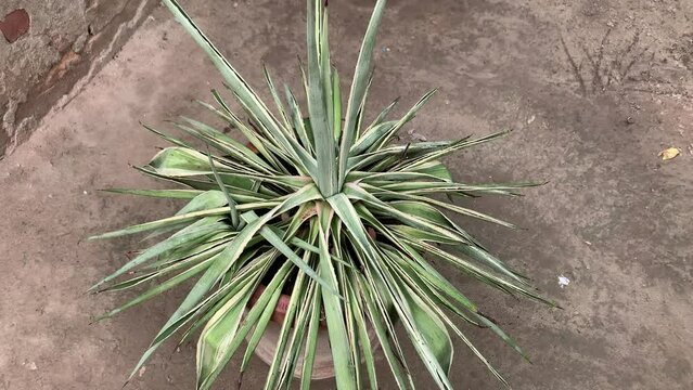 Agave plant. Agave Angudttifolia. Desert Plants. Agave Plant In Dark Blue Green Tone Color Natural Abstract Pattern Background. This has clipping path. Tropical plant with sharp thorns. 4k footage