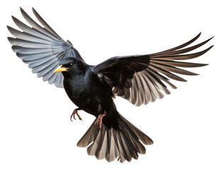 PNG North blackbird turdus merula animal flying white background.  - obrazy, fototapety, plakaty