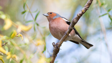 robin on a branch