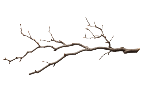 Solitary Sentinel: A Bare Tree Branch. On a White or Clear Surface PNG Transparent Background.