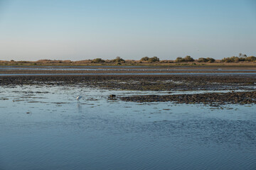 Flocks of birds in the marshes on the coast of Huelva in Spain,. Marshes all over the world are vital habitats for many species of fish, invertebrates, and migrating birds.