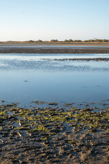 Marshes of a tidal marsh on the Spanish Atlantic coast, home to numerous species of birds. Huelva, Spain.