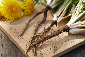 Whole fresh dandelion plants with roots and flowers on a cutting board. Ingredient for herbal...