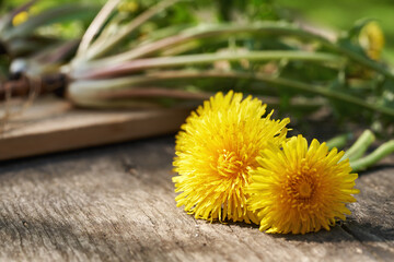 Dandelion flowers on a table outdoors with whole plants with roots in the background