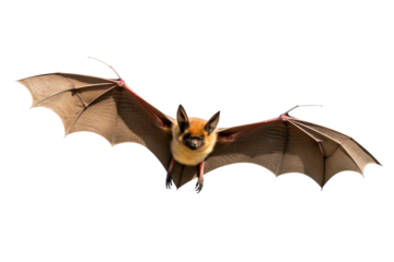 Majestic Bat Soaring With Wings Gracefully Extended in Twilight. On a White or Clear Surface PNG Transparent Background.