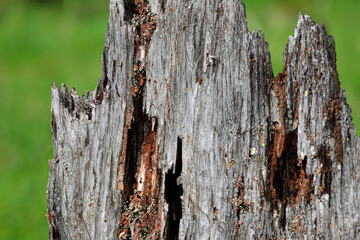 old wooden stump, texture