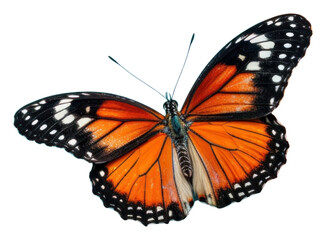 Fototapeta premium PNG Butterfly animal insect invertebrate. 