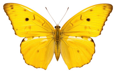 Fototapeta premium PNG Butterfly animal insect moth. 