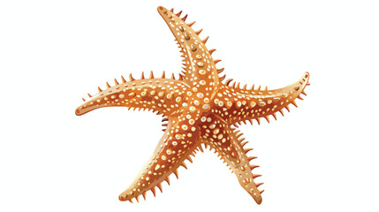 Elegant Starfish illustration sea creature symbol sym