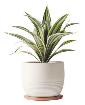 PNG Plant Vase Transparent Background Potted Plant. 