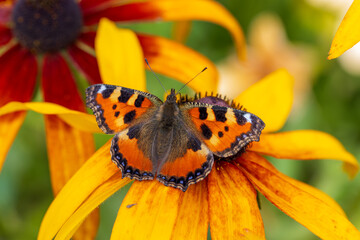 Butterfly Peacock Eye sits on a yellow rudbeckia flower