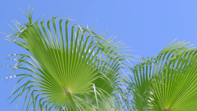 tropical leaf African Sabal fan palm gracefully sways in wind close-up, natural beauty tropics, tropical atmosphere in advertising travel agencies, hotels, airlines, food and beverages