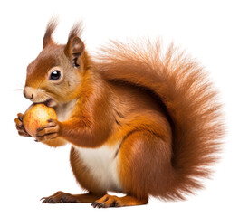 Fototapeta premium PNG Squirrel rodent animal mammal. 