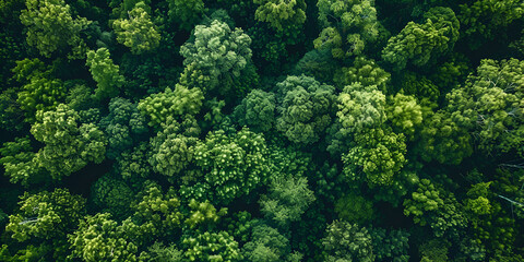 Top view of Aerial top view forest tree Rainforest ecosystem and healthy environment concept and background  Texture of green tree forest view from above, Beautiful sunrise over the mountains - obrazy, fototapety, plakaty