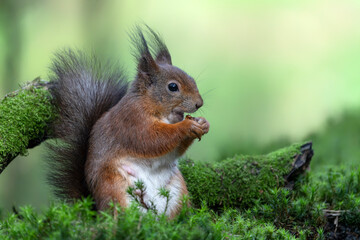 Hungry Eurasian red squirrel (Sciurus vulgaris) eating a nut in the forest of Noord Brabant in the Netherlands.	                                                                                        