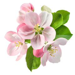 Pink flowers apple blossom sprig with detailed petals and green leaves isolated against white backdrop. Spring flower clipart