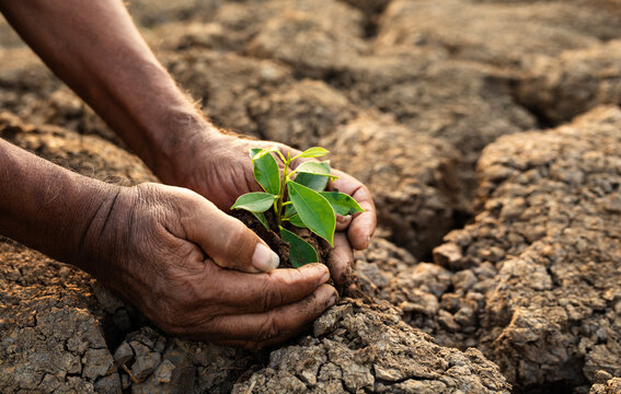 Close-up of elderly man's hands planting small seedlings in dry soil, ecology, global warming concept.
