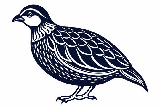 recommend clip art: Quail outline vector  