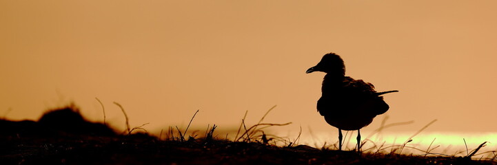 Silver gull (seagull) in silhouette at sunset, with negative space