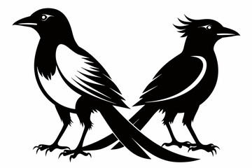 Obraz premium pair Magpie silhouette on white background