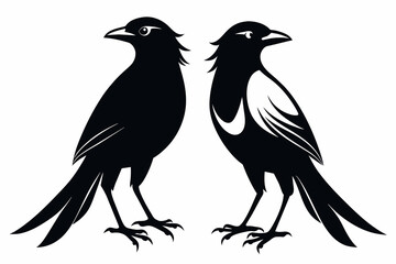 Obraz premium pair Magpie silhouette on white background