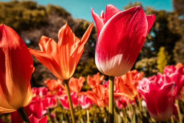 Pink and orange tulips in a springtime. Multicolored floral blossoms. Bulb plants in bloom....