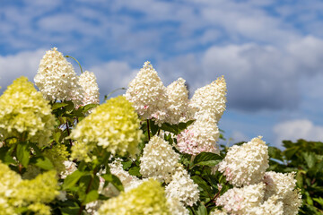 Hydrangea paniculata Vanille Fraise on a stem