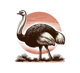 Common ostrich hand drawn vector illustration