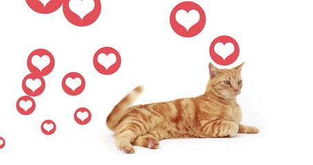 Fototapeta premium Multiple red heart icons floating over a cat sitting against white background
