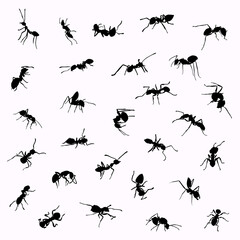 illustration with ant silhouettes. ant silhouette seamless white background