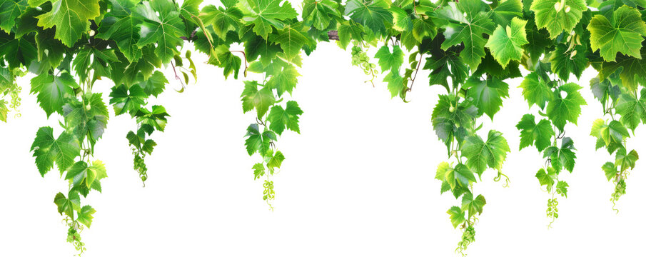 vine with green leaves on white background