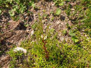 Southern Urals, flowering hoary willowherb (Epilobium parviflorum) near the water.