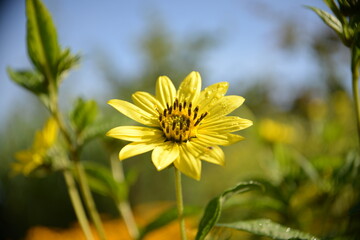 Einzelne gelbe Blüte vor blauem Himmel