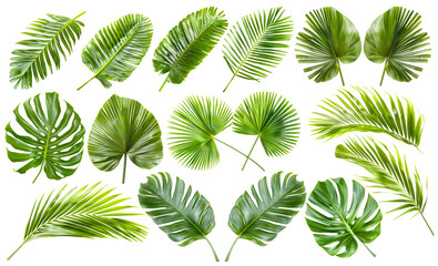 Green leaf of tropical plant isolated on white background. High quality set palm and monstera leaves. Collection clip art objects