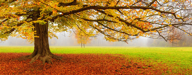 Autumn landscape, panorama, banner - view of an old tree in a foggy autumn park with fallen leaves in the early morning