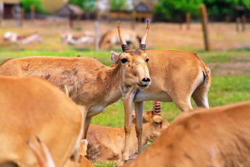 Summer landscape - view of herd of saiga antelope in dry steppe, Ukrainian nature reserve...