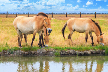 Summer landscape - view of a herd of Przewalski's horses grazing near a reservoir in the dry steppe, Ukrainian nature reserve Askania-Nova, Ukraine