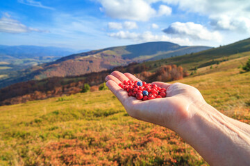 Autumn landscape - view of handful of berries in the palm of a tourist woman against the background of the mountains