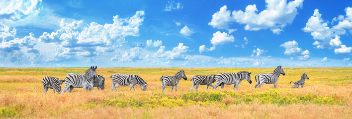 Fototapeta premium Summer landscape, banner, panorama - view of a herd of zebras grazing in high grass under the hot summer sun. Wildlife scene from nature