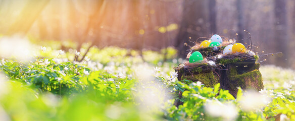 Nests with Easter eggs on a mossy stump in the forest, selective focus - season greeting card and background horizontal banner with copy space for text